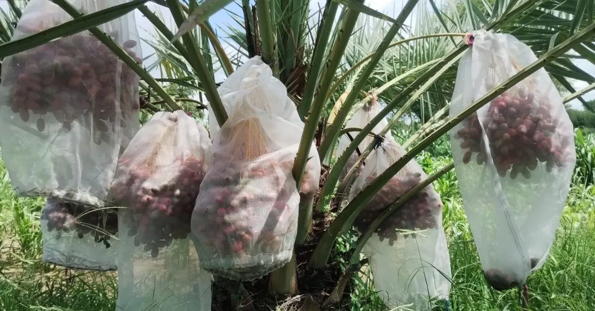 Mukesh wraps a net around the date bunches to protect from birds, which can eat the fruit.