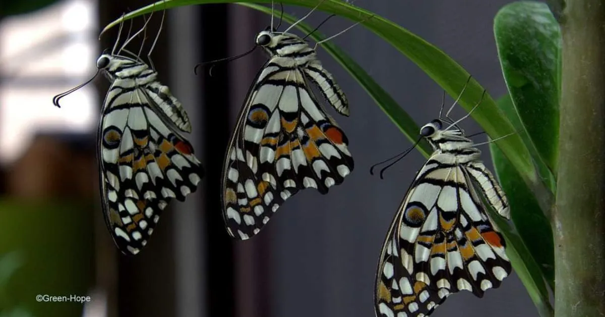 Butterflies