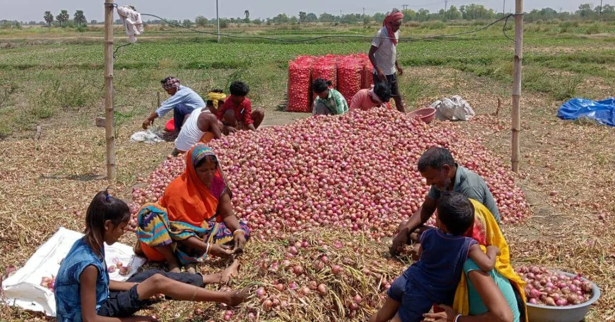 About 5,000 farmers are reaping benefits by growing onions.