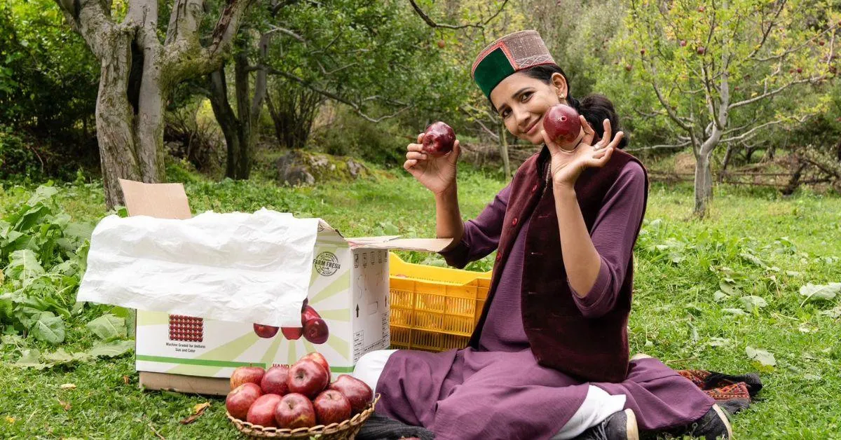 Ashish adds that Kinnauri apples are one of the most expensive ones in the world, and yet, the apple growers never receive their fair share. 