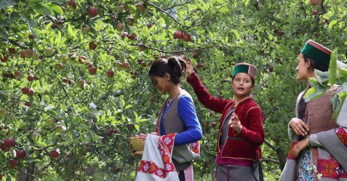 Ashish's startup supplies Kinnauri apples from farmers to customers directly — saving them from a vicious circle of middlemen.