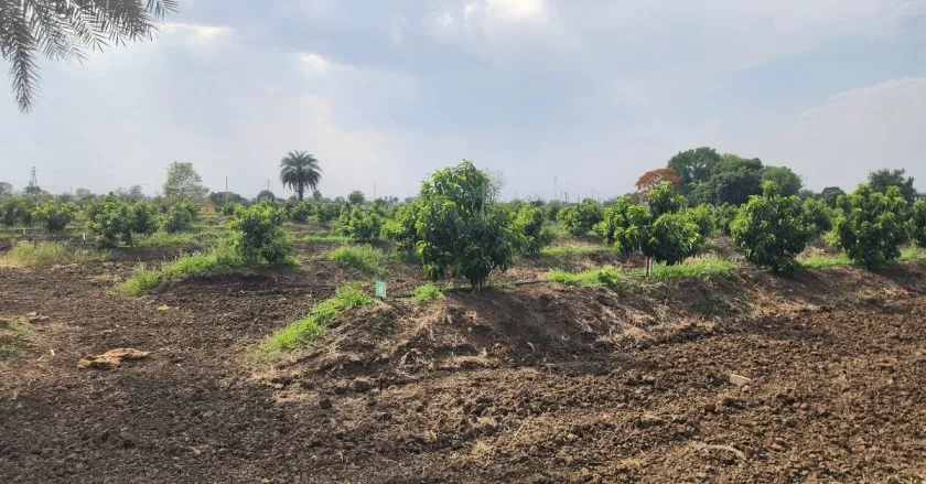 Harsh started with a few plants and now has a 10 acre farm. 
