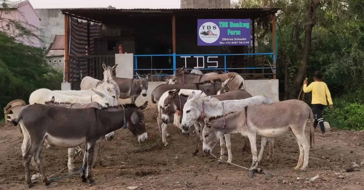 In 2022, Dhiren started TDS Donkey Farm without any formal training. 