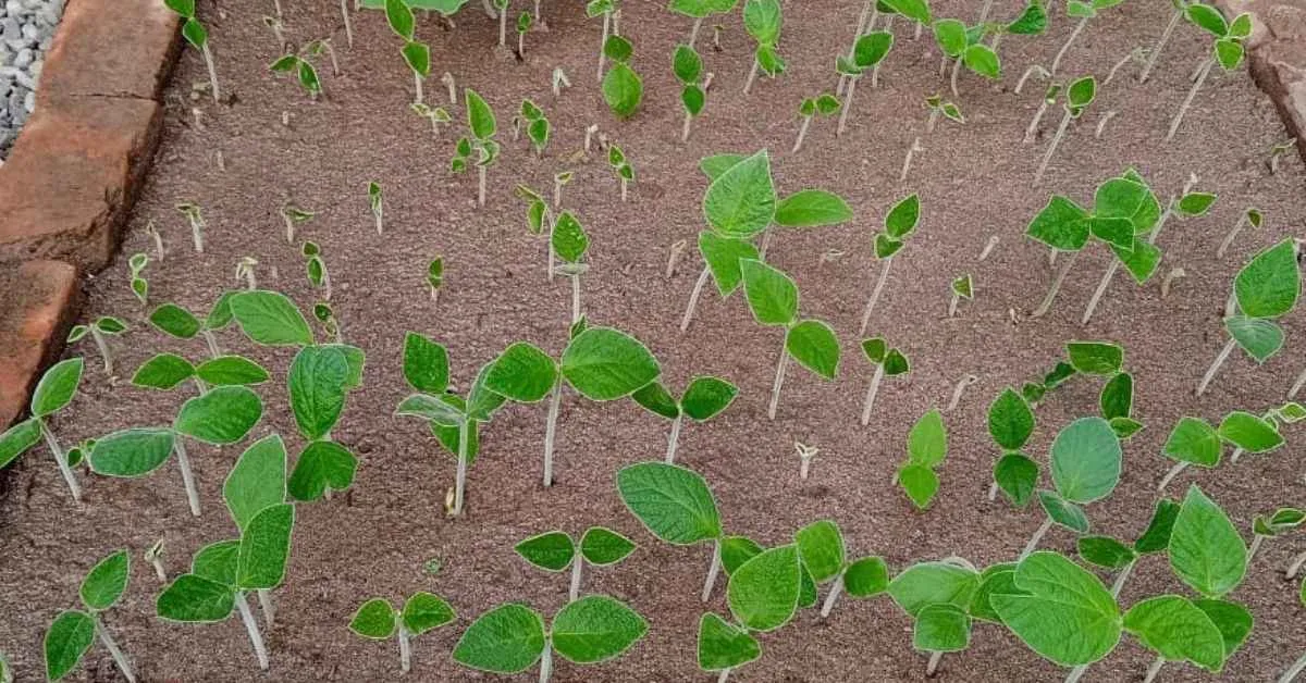 The Patwa plant has been the target of illegal trade, an issue that Chaturvedi is attempting to tackle