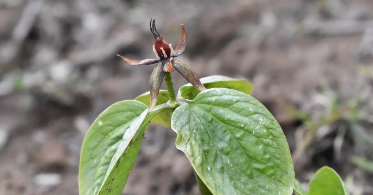 Naagchatri plant is endemic to Uttarakhand and its roots contain potent steroids