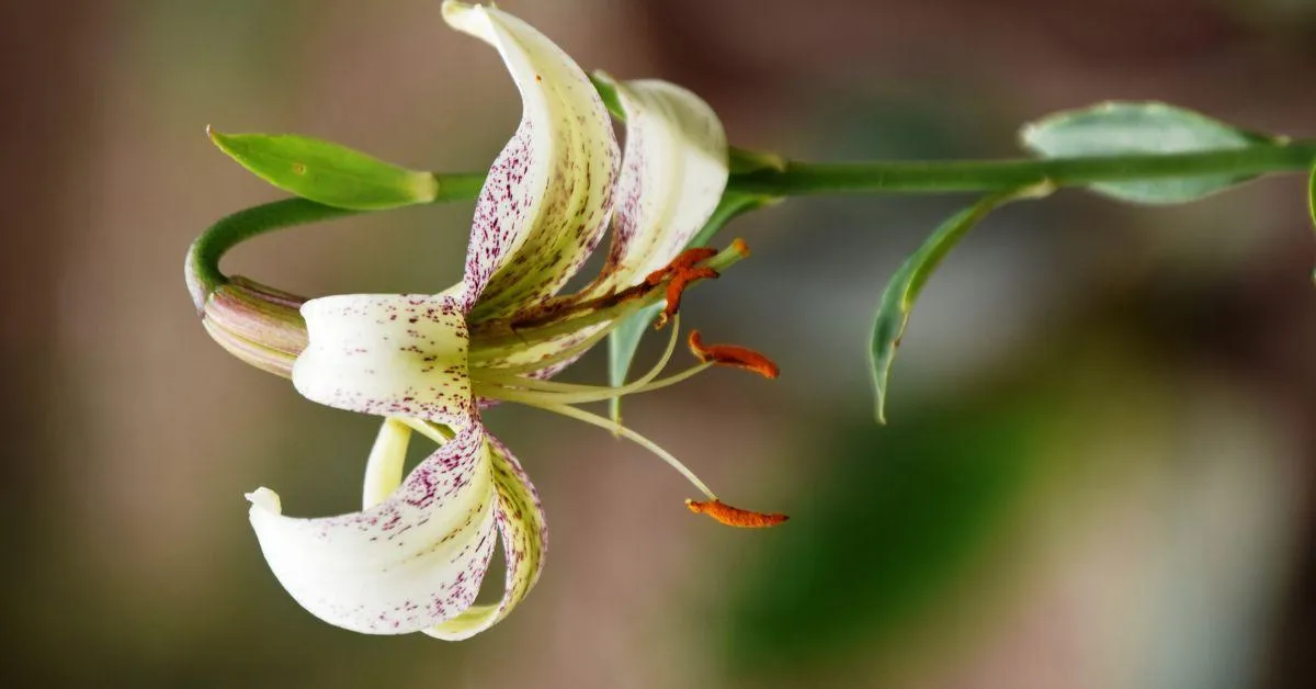 The tubers of Lilium Polyphyllum are abundant in steroids