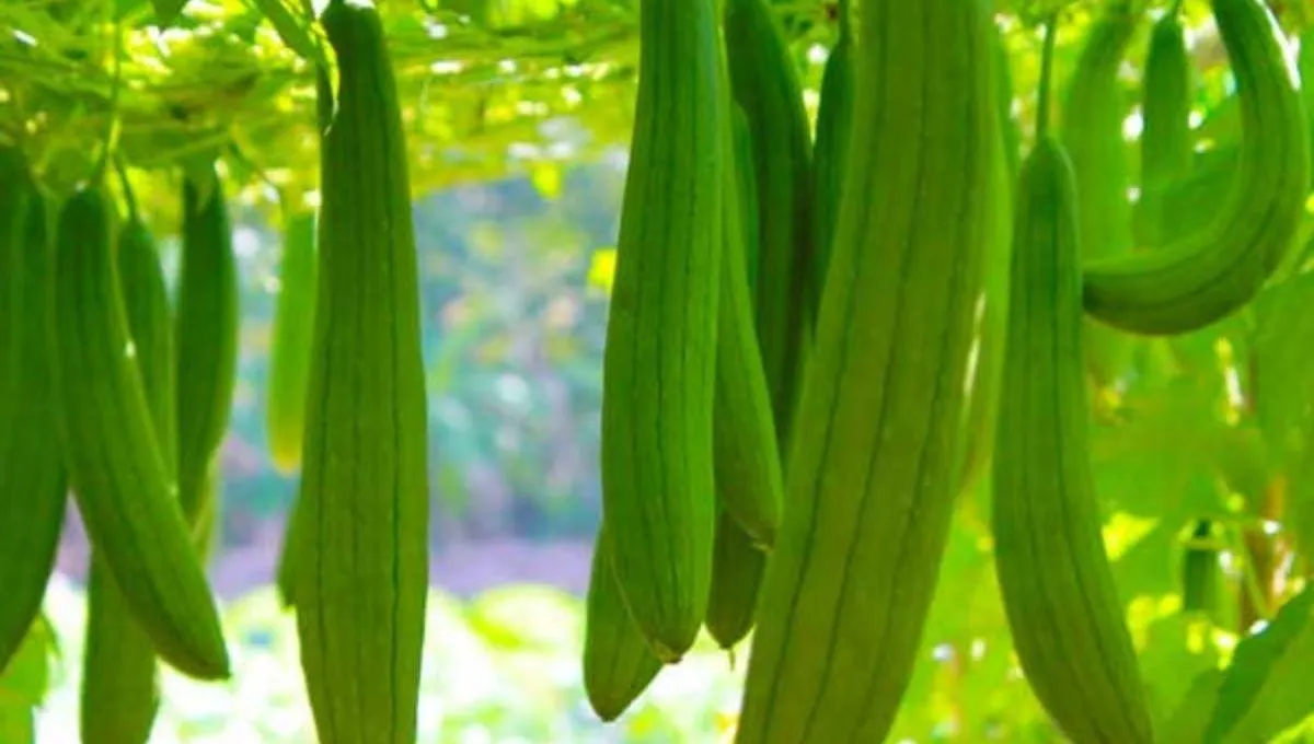 The ridge gourd plant will start yielding in about four months.