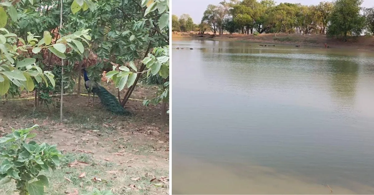 The area is now a blooming ground for flowers, plants and is even visited by peacocks, 