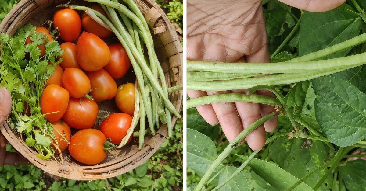 The Adiem Kaanan Farm is filled with over 2000 trees and boasts a number of rare fruit and vegetable varieties