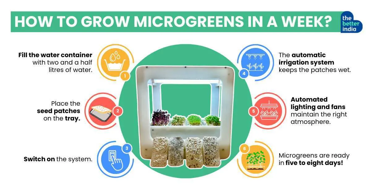How to grow microgreens in a week