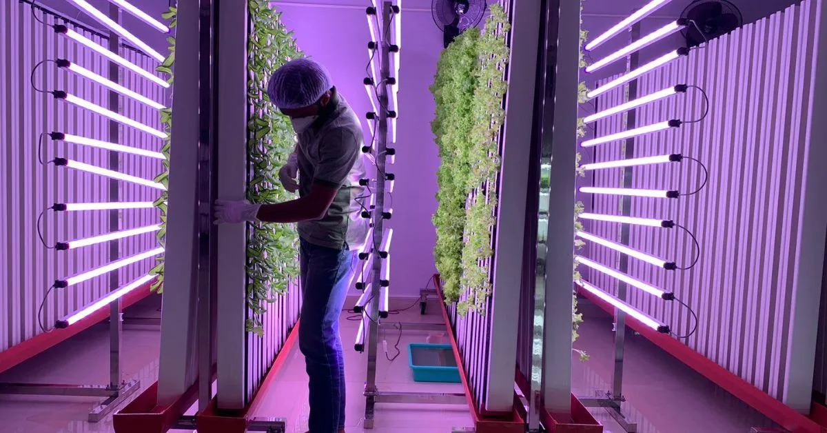 Farish and Calvin are growing exotic crops such as lettuce, basil, kale and parsley using AI.