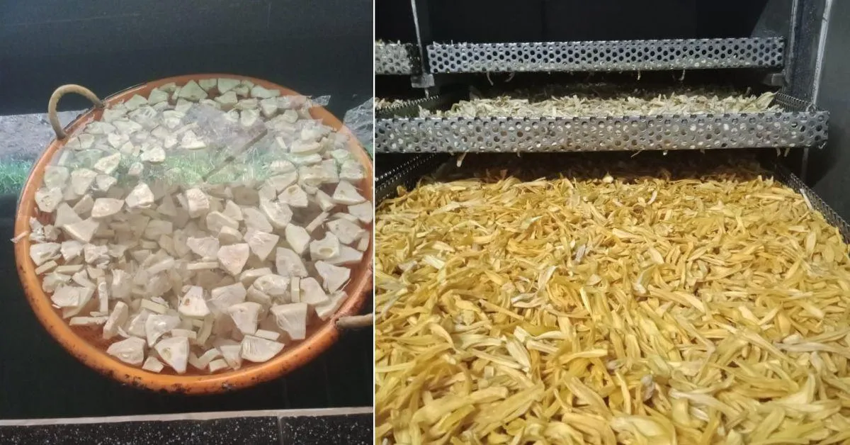 Rani prepares a range of innovative products — including dried jackfruit, dried jackfruit powder, frozen tender jackfruit. 