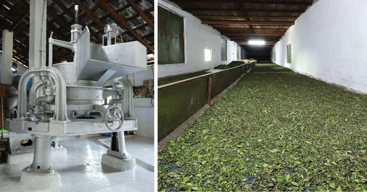 By 1960, the 'Chaiwalas' were producing approximately 10 million kgs of tea from estates across India! 