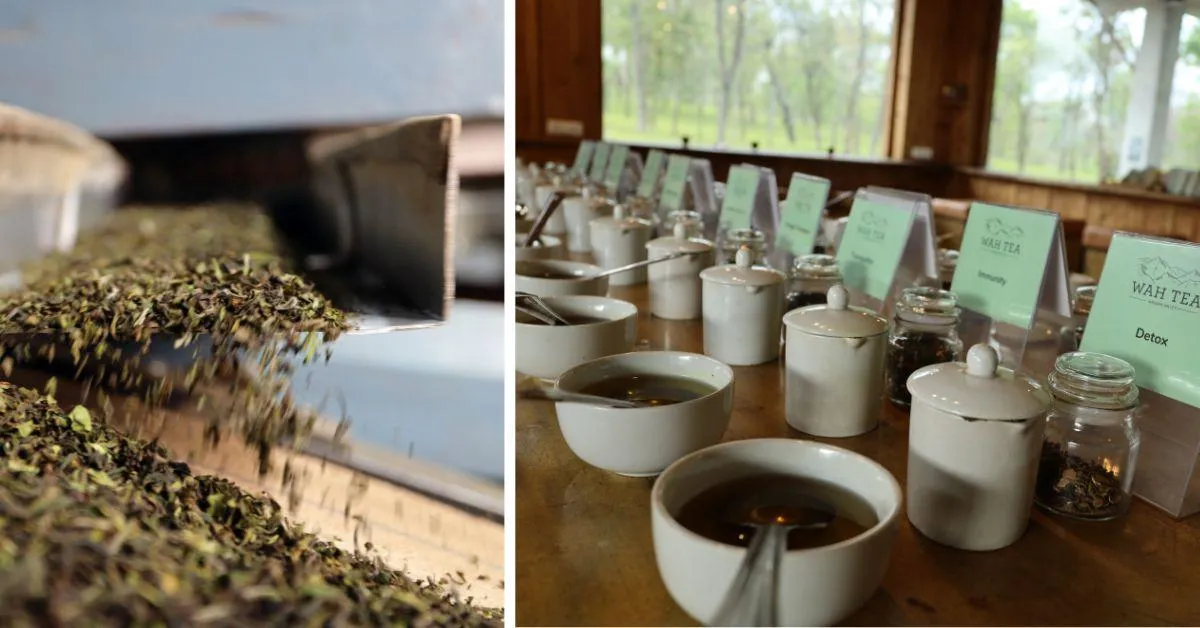 The brews found at The Lodge at Wah are prepared from tea leaves that are grown using organic methods of farming<br />
