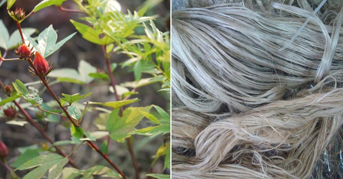 Kenaf (Gongura) is used to make pickles and chutneys, but the stem goes to waste