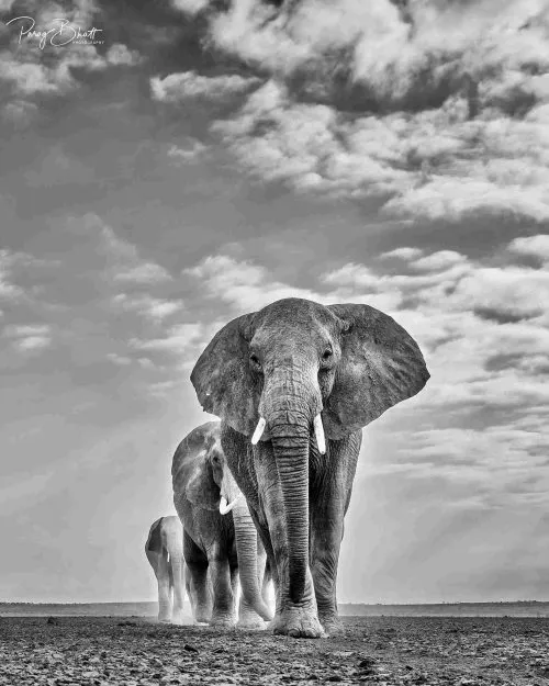 One of the shots of elephants captured by wildlife photographer Parag Bhatt 