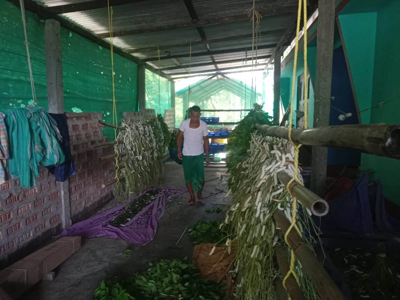 Sarbeswar stands in a room adorned with hanging plants, showcasing the practice of sericultur<br />
