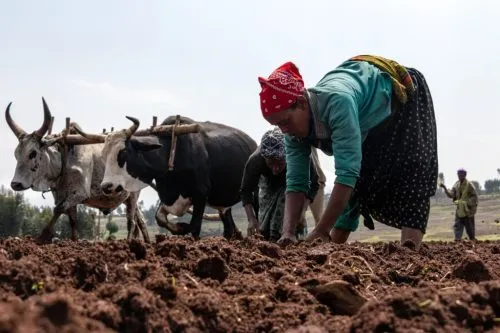 <br />
Farmers sowing wheat by hand.