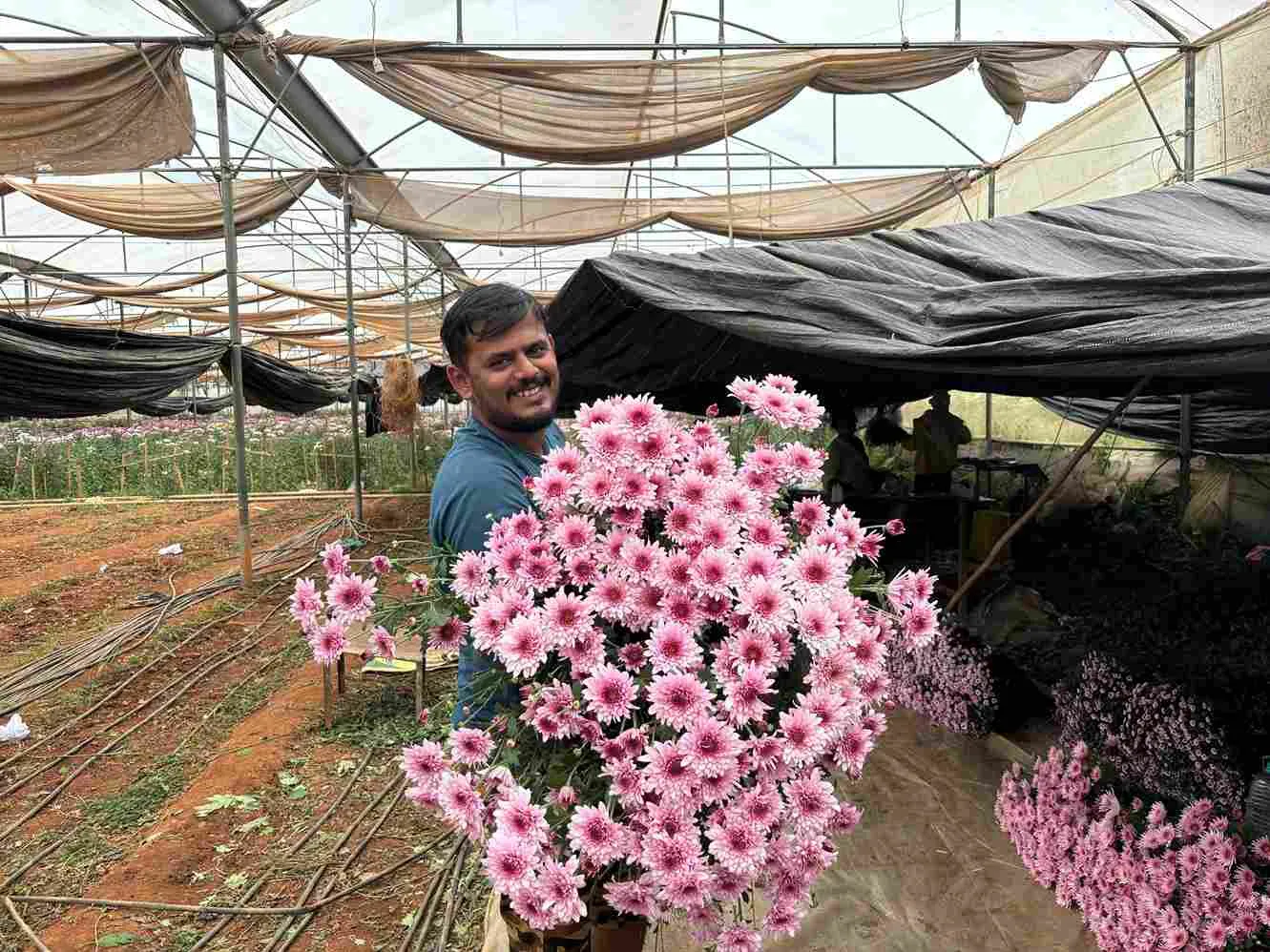 Lohith produces 1500 bunches of chrysanthemums weekly