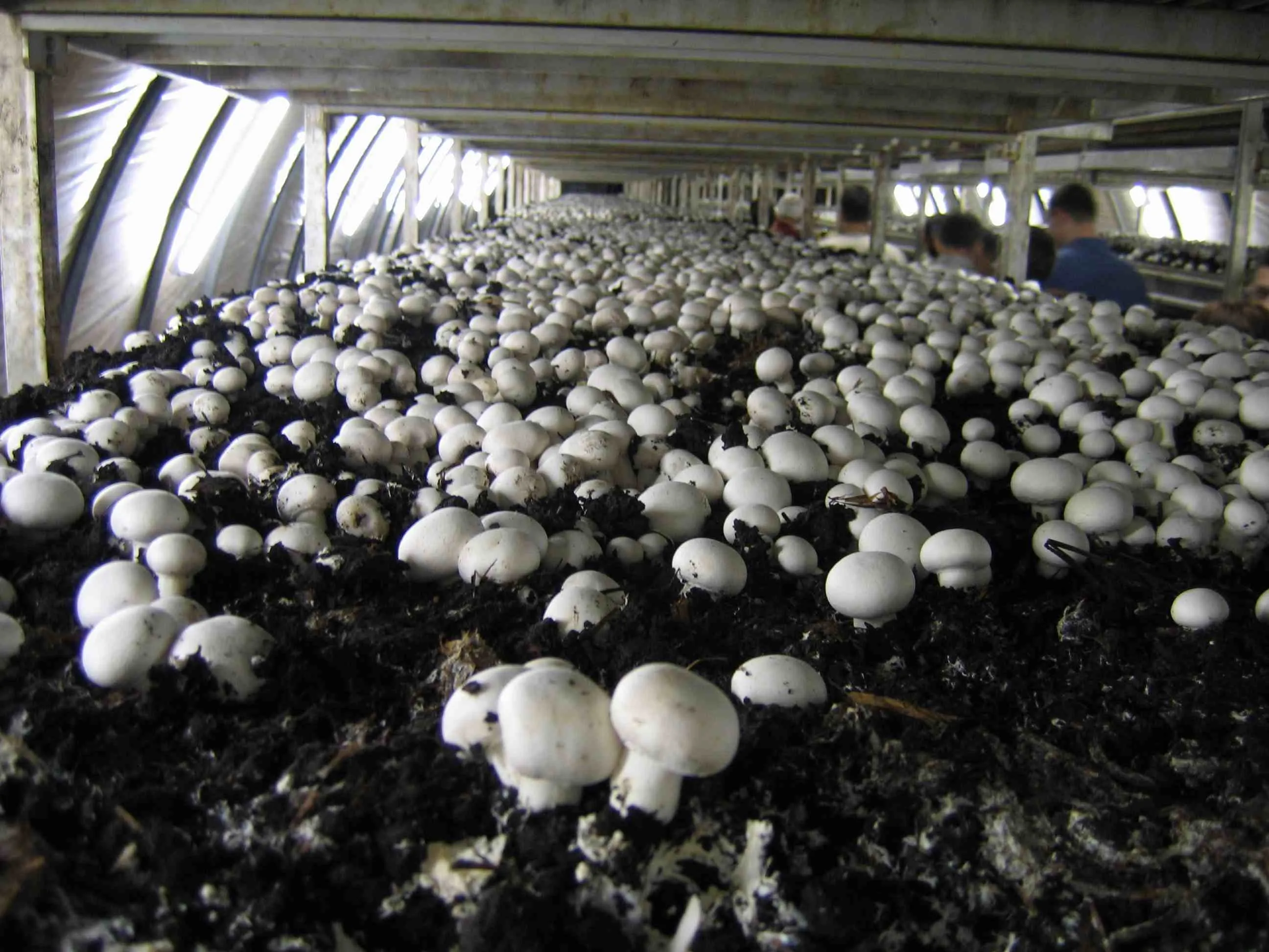 Trupti Dhakate advices to follow organic practices such as vermicomposting during mushroom farming