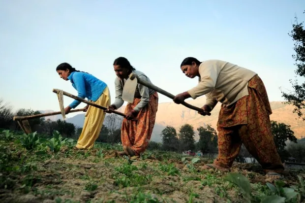 Women farmers working on the field.