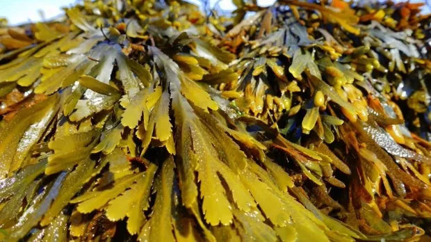 India has around 800 varieties of seaweed.