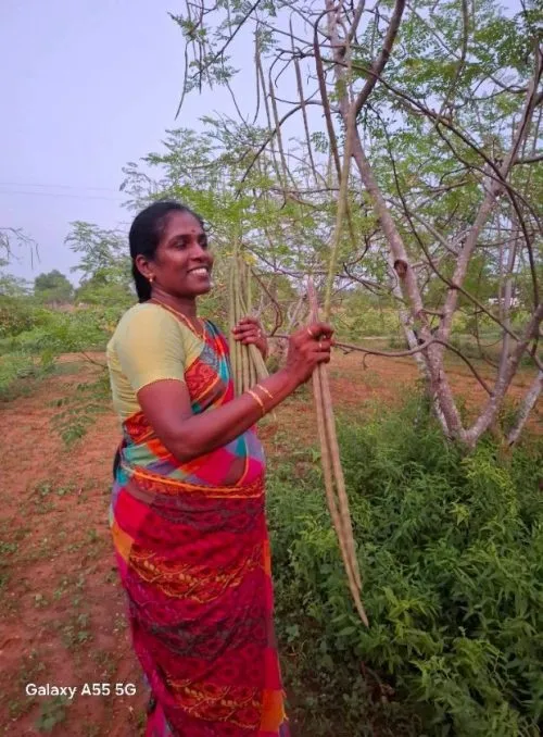 Ponnarasi harvesting drumsticks from the moringa tree.