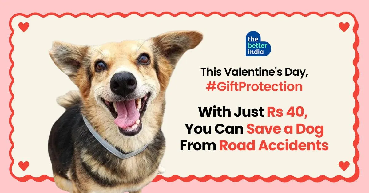 Gifting stray dogs safety image