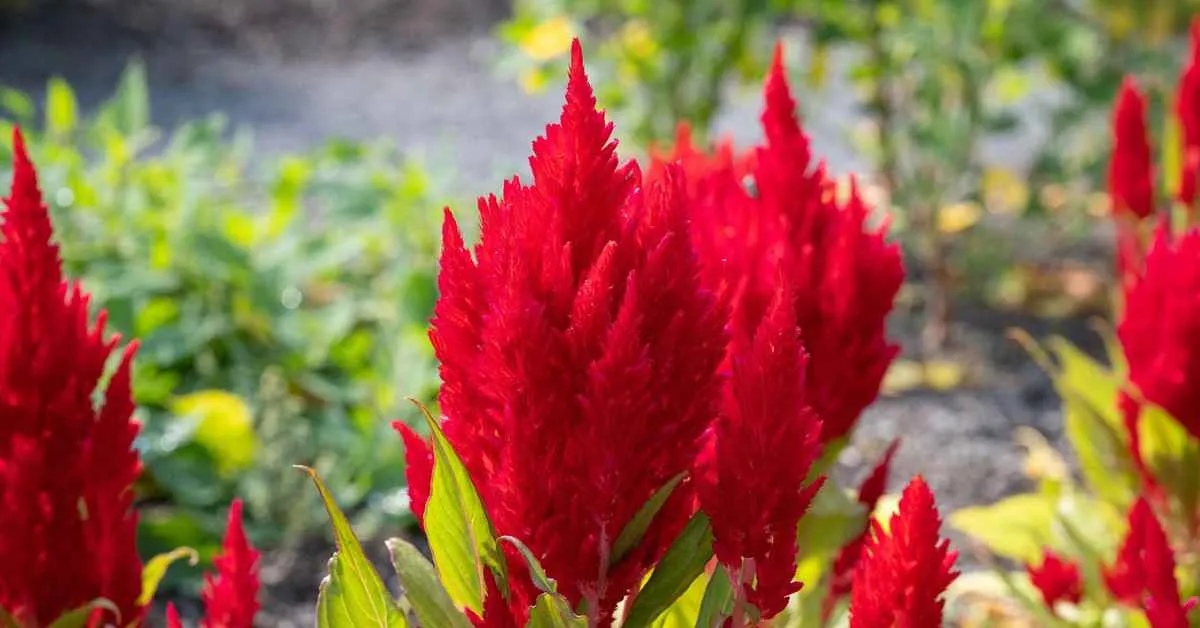 celosia 