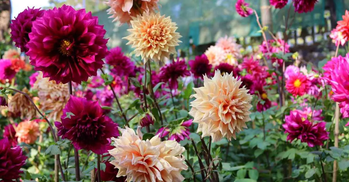 Dahlias 