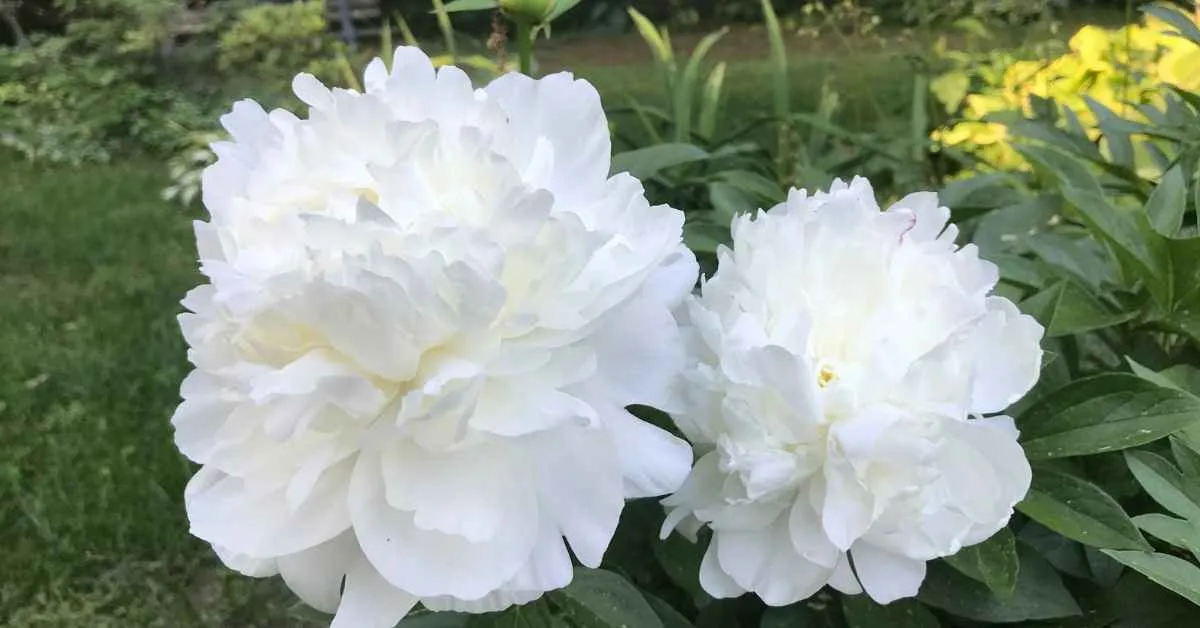 Peonies 