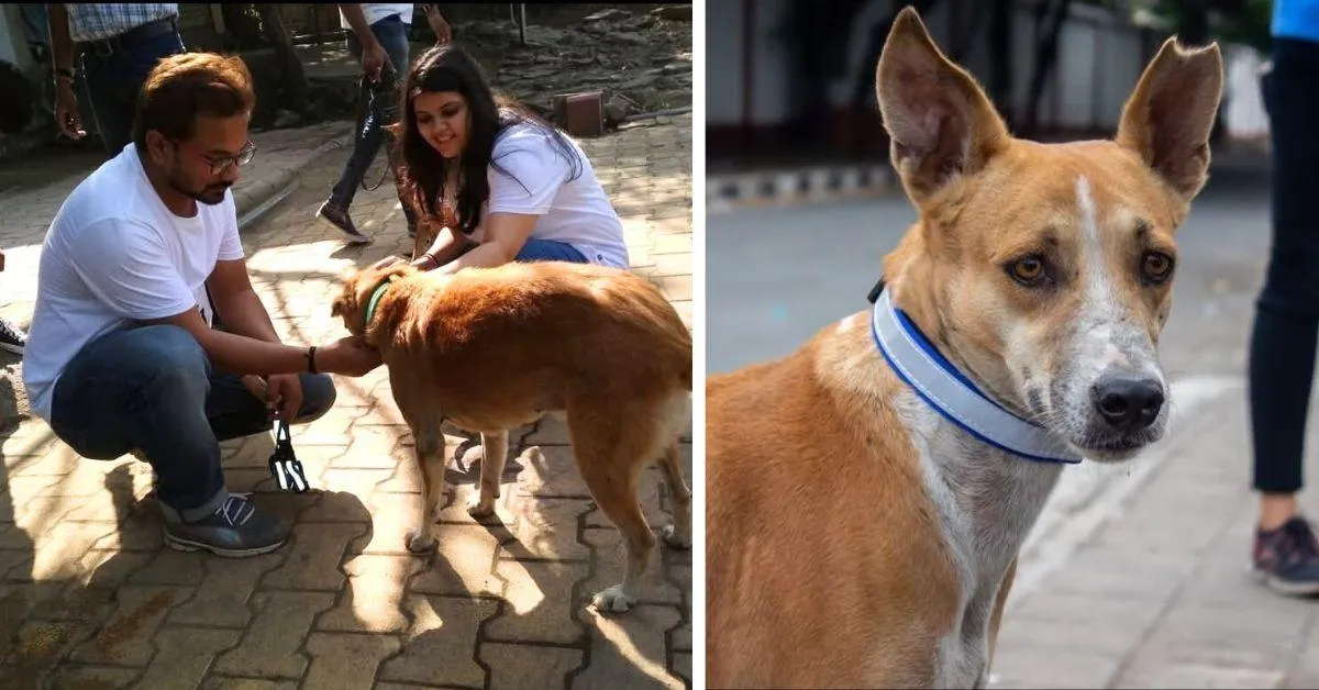 The reflective collars have a QR-code enabled design that encodes essential information about the dog's vaccination, medical history and caretaker 
