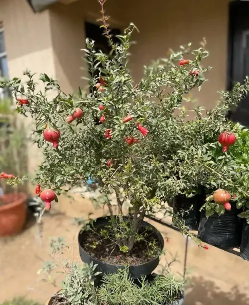 Dwarf pomegranate is ideal for small spaces
