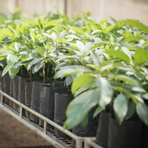 Choose an avocado variety that can survive high temperatures