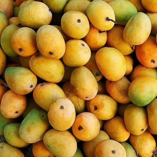 Kesar mangoes are renowned for their rich flavour and sweetness