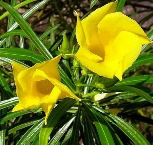 Yellow Oleander is ideal to be planted during peak summer because it can endure high temperatures