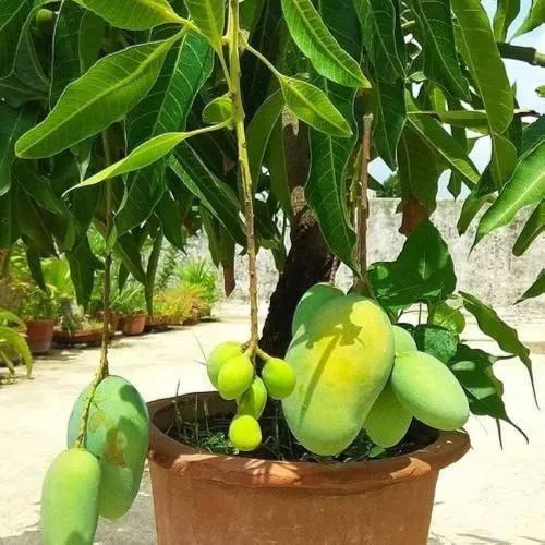 It takes about 2-3 years for the Kesar mango tree to start flowering