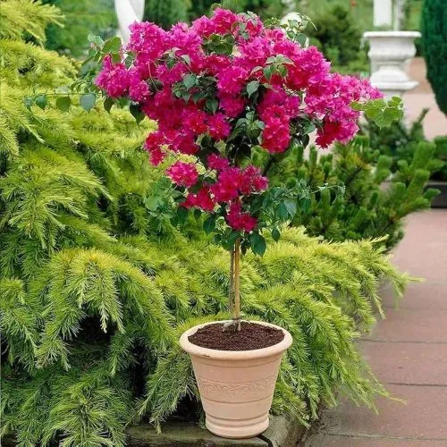 This plant grows in the sun and is perfect for walls and fences