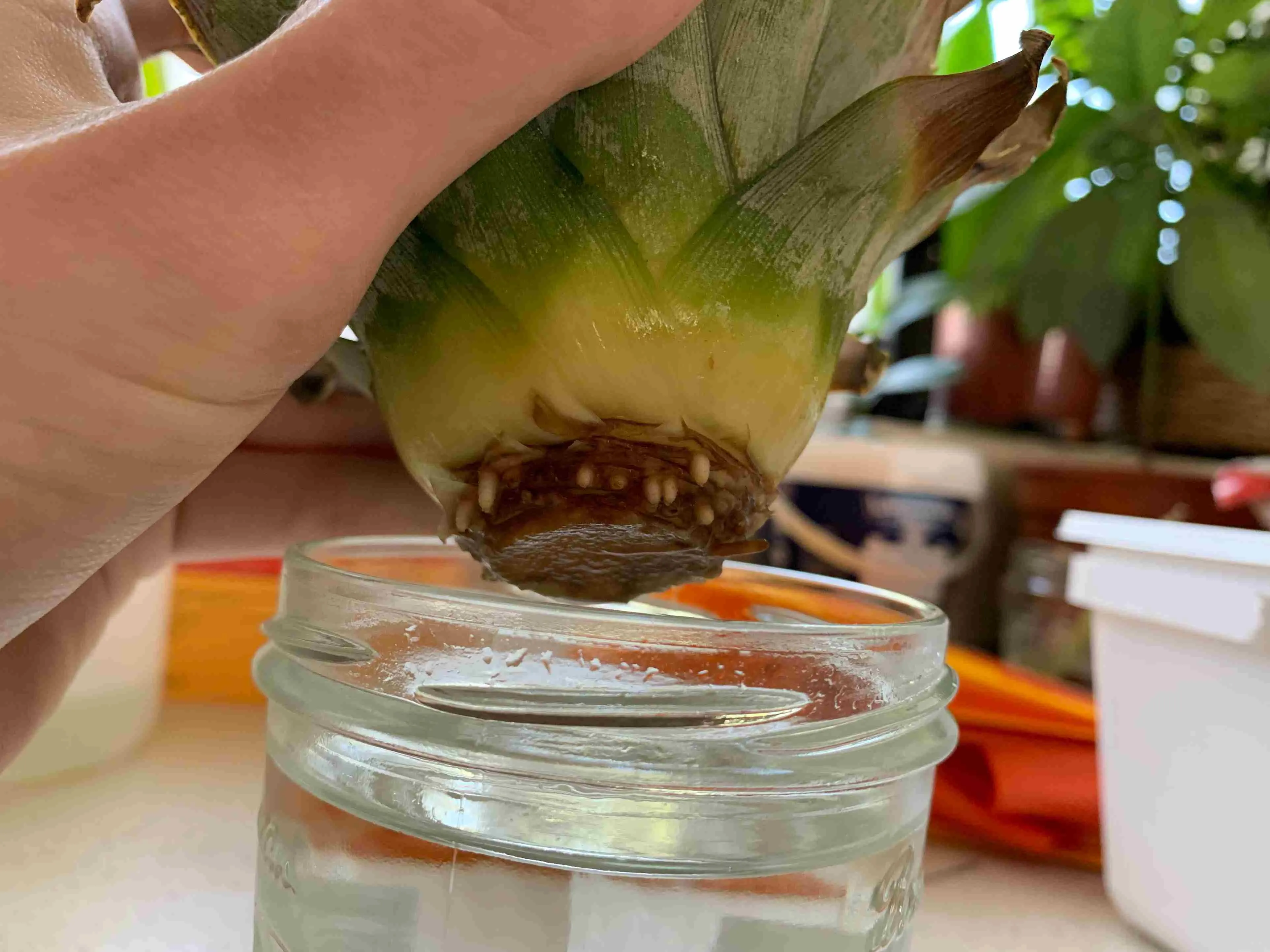 Place the base of the crown in a bowl of water
