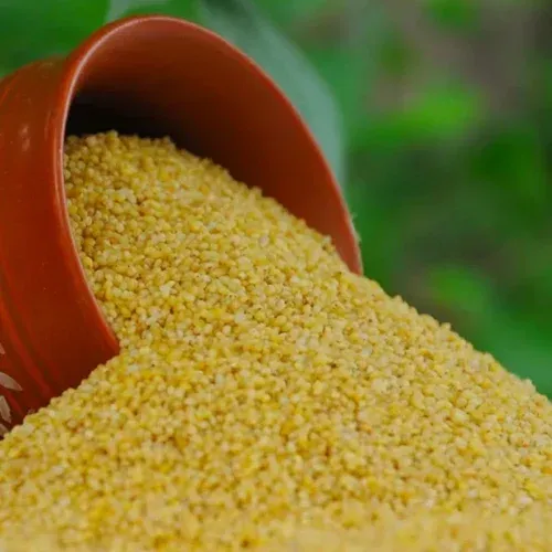 foxtail millet