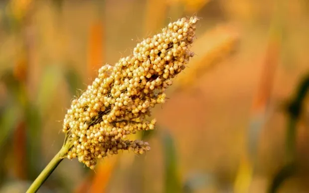 jowar