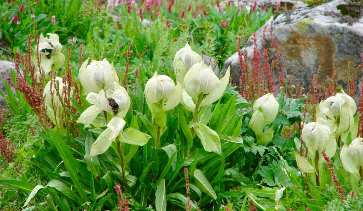 Brahma Kamal is rare and imbued with spiritual significance