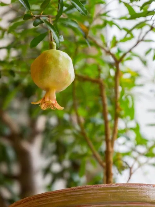 Regular pruning helps remove dead or crossing branches