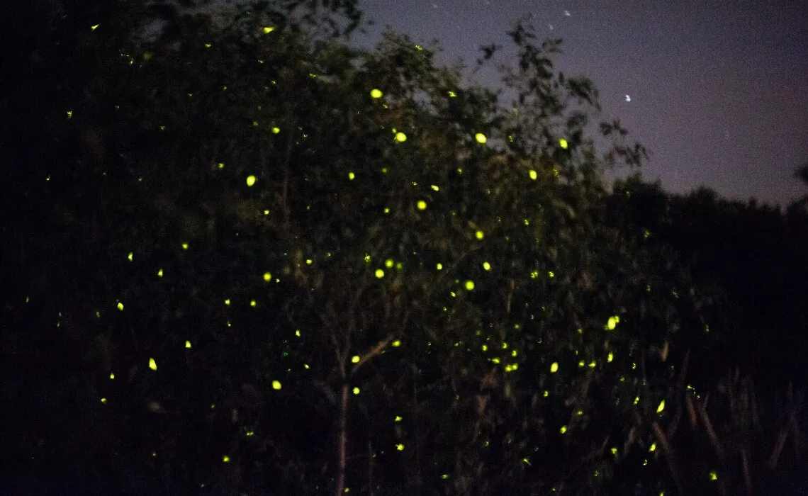 Take an evening nature walk or camp overnight to watch thousands of glowing fireflies