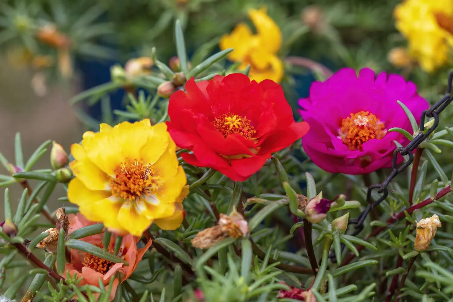 Portulaca is a low-growing plant that flourishes in dry soil