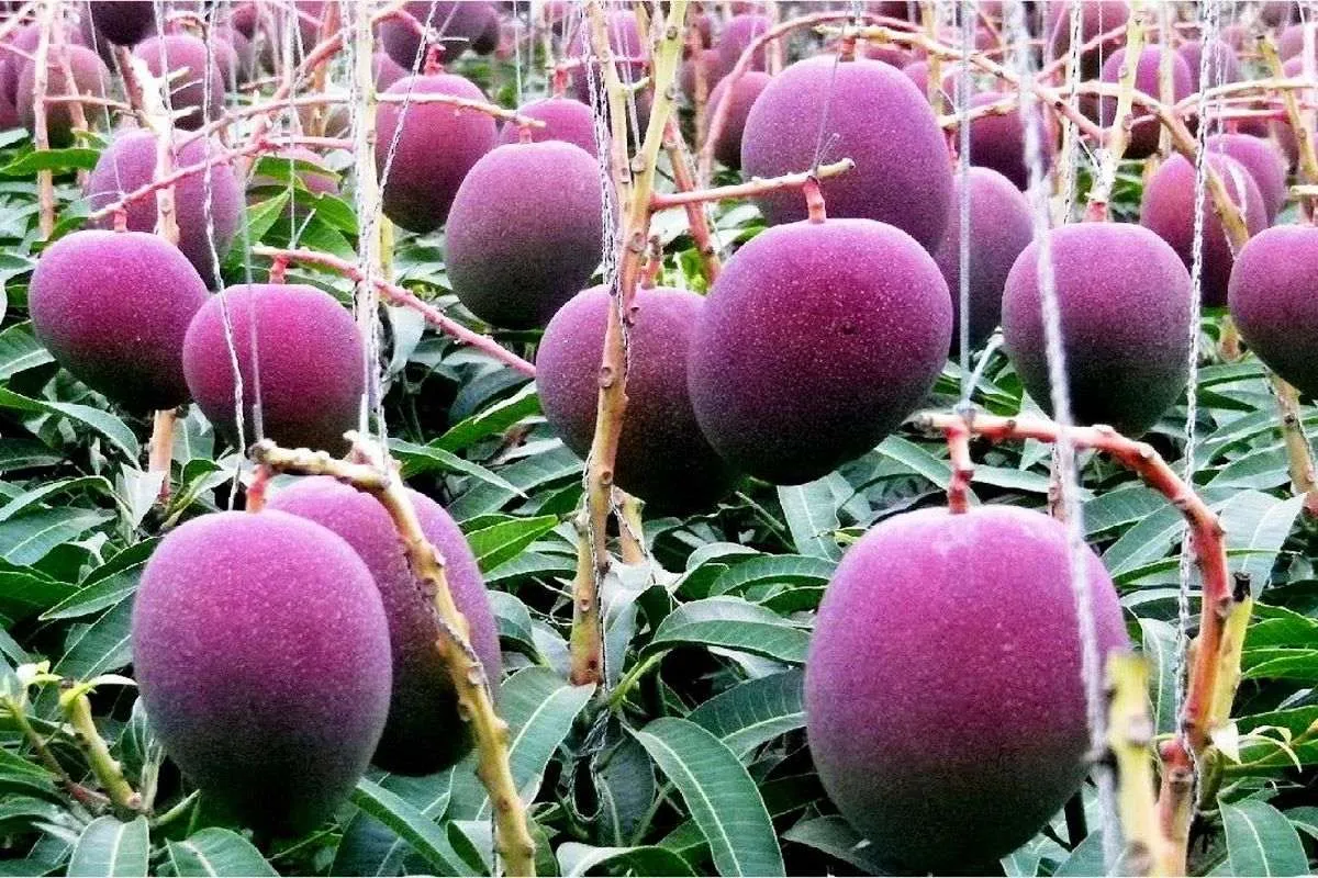 The tree should receive all the necessary nutrients for healthy growth