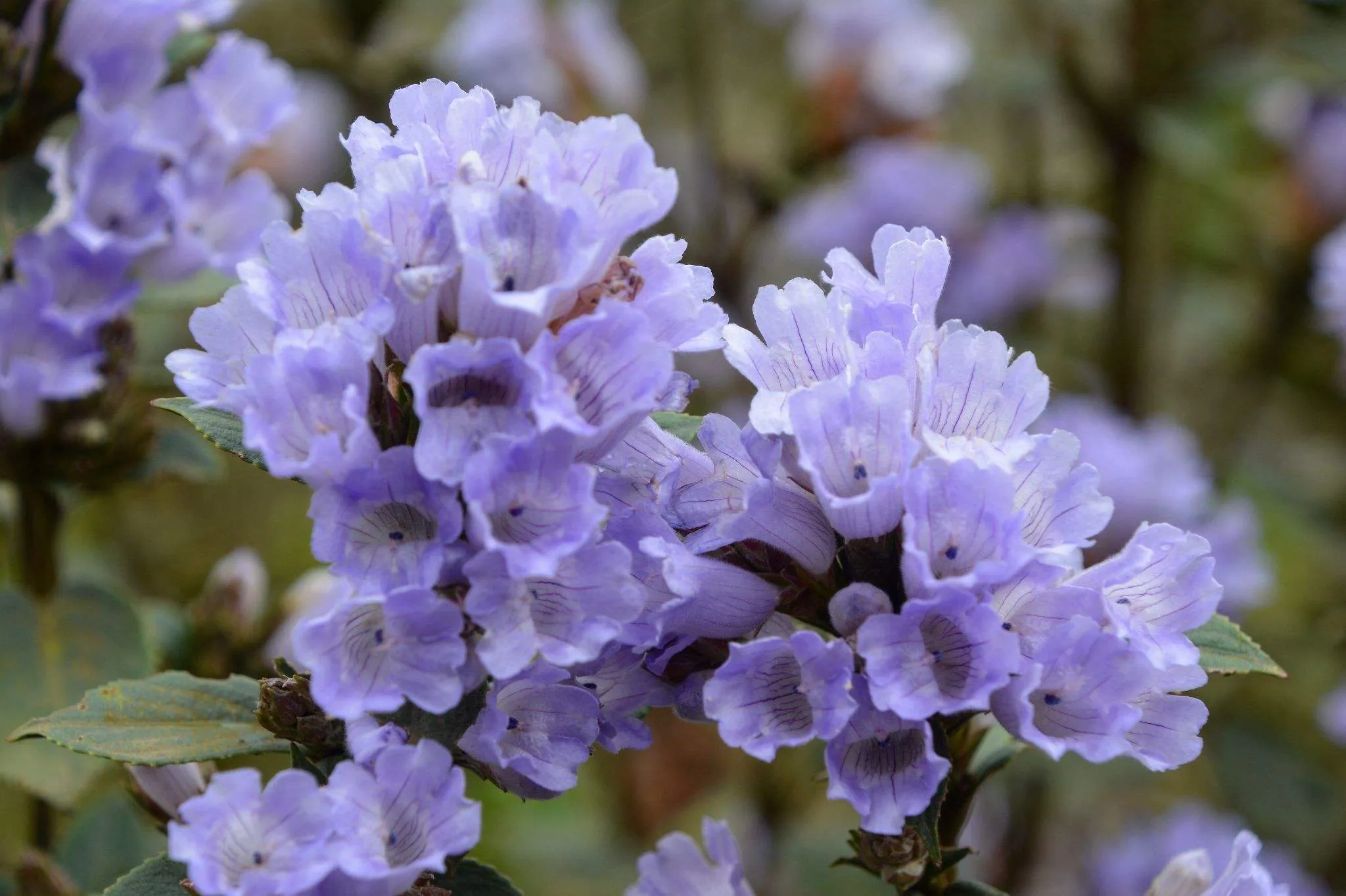 Neelakurinji is a flower that is known for its striking violet-blue hue