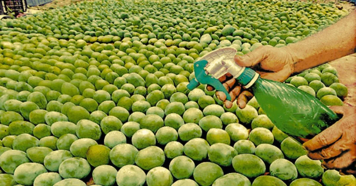 Chemical spray on mango