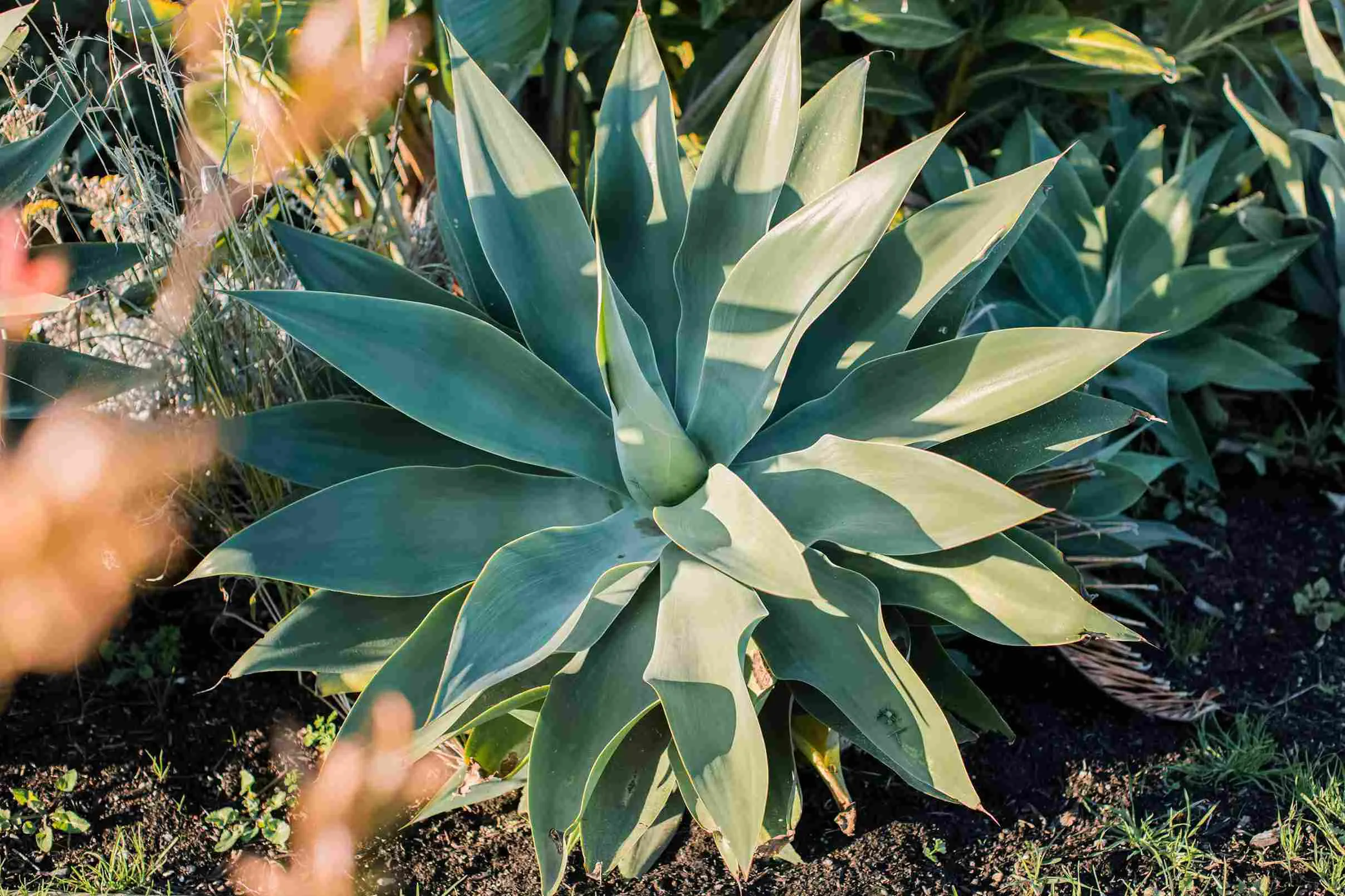 Agave is a succulent that grows in arid conditions