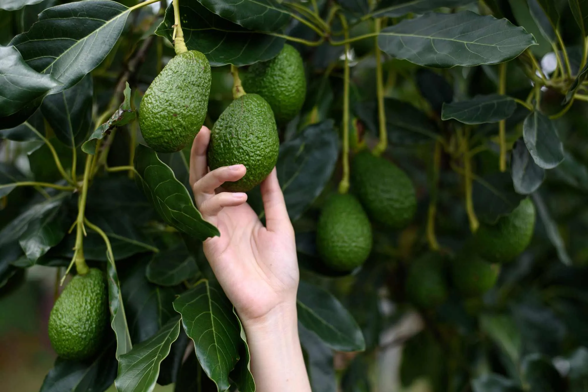 Having a healthy soil and using organic manure will help in a better avocado yield